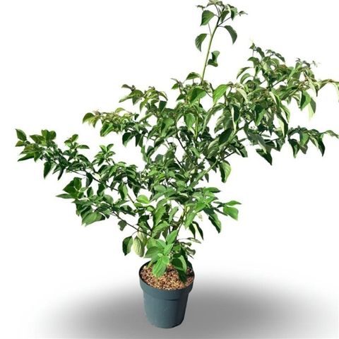 Cornus controversa
