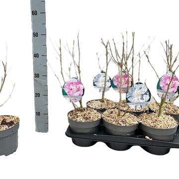 Hibiscus syriacus CHIFFON MIX