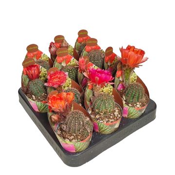 Lobivia arachnacantha