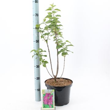 Syringa vulgaris 'Charles Joly'