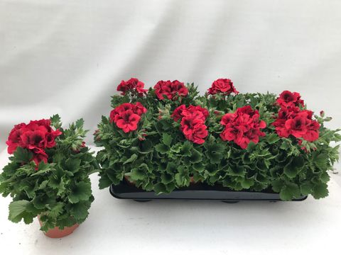 Pelargonium grandiflorum