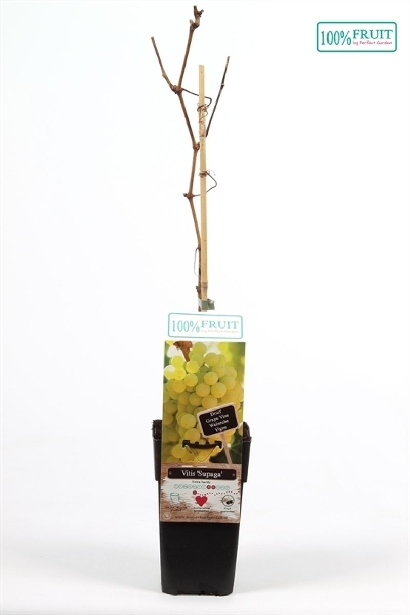 Vitis 'Supaga' — Plant Wholesale FlorAccess