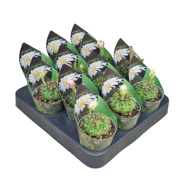 Gymnocalycium anisitsii