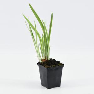 Iris ensata 'Variegata' (Moerings Waterplanten)