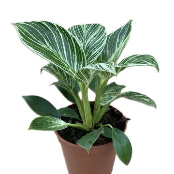 Philodendron gloriosum 'Zebra'