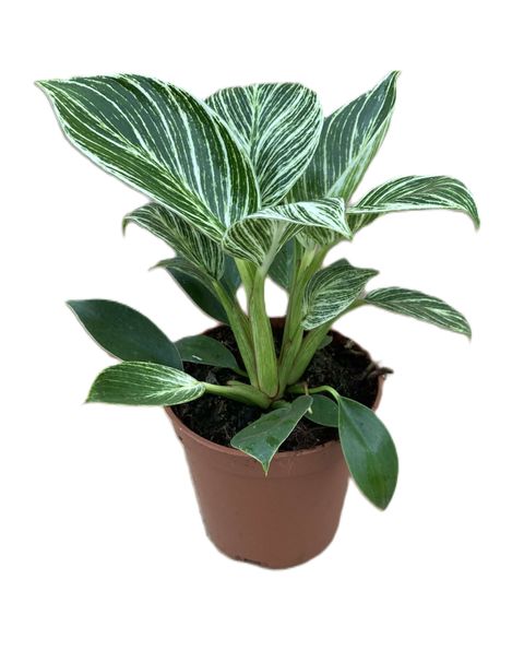 Philodendron gloriosum 'Zebra'