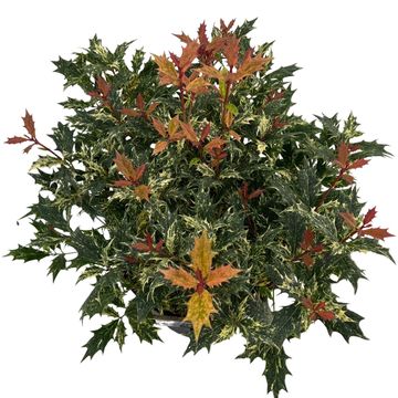 Osmanthus heterophyllus 'Goshiki'