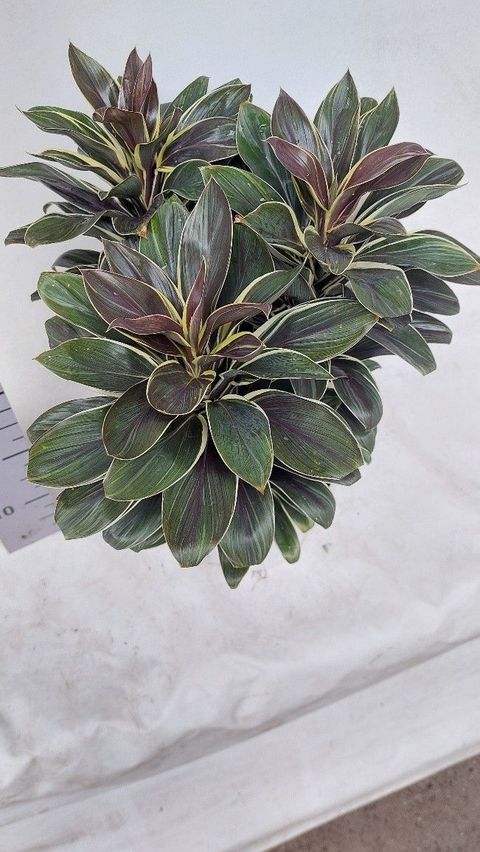 Cordyline fruticosa 'Coffee Compacta'