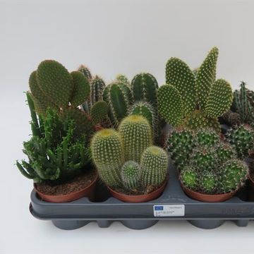 Cactus MIX