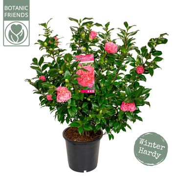 Camellia japonica 'Marie Bracey'