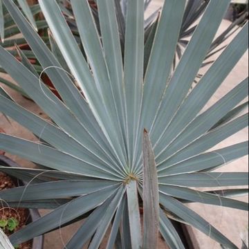 Bismarckia nobilis