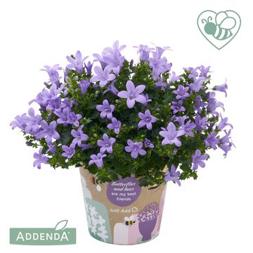 Campanula portenschlagiana AMBELLA MIX