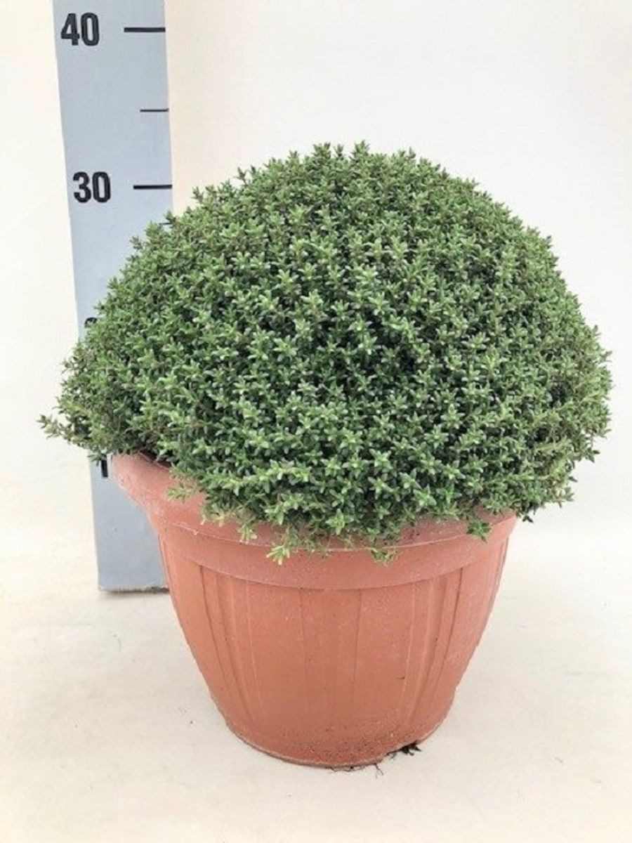 Thymus vulgaris 'Faustini' — Plant Wholesale FlorAccess