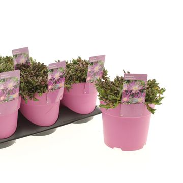 Delosperma cooperi TABLE MOUNTAIN