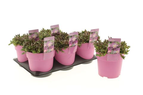 Delosperma cooperi TABLE MOUNTAIN