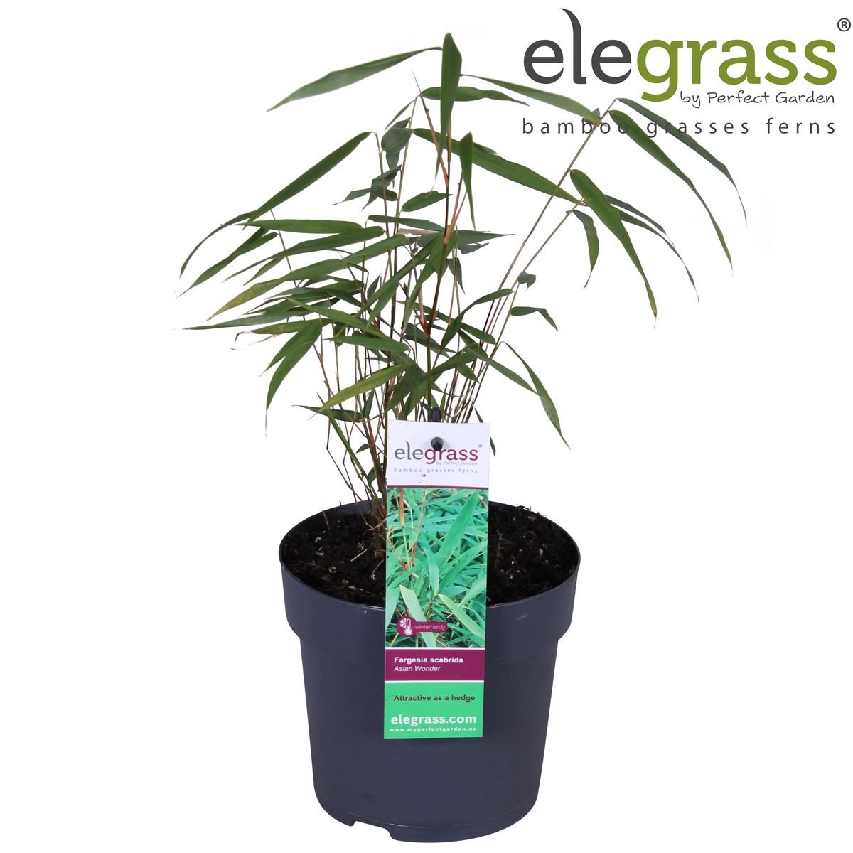 Fargesia scabrida 'Asian Wonder'  Pflanzengrohandel FlorAccess