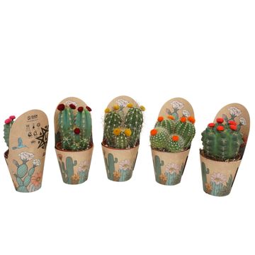 Cactus MIX