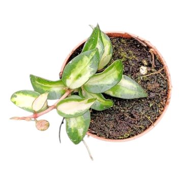 Hoya lacunosa 'Tricolor Bruno'