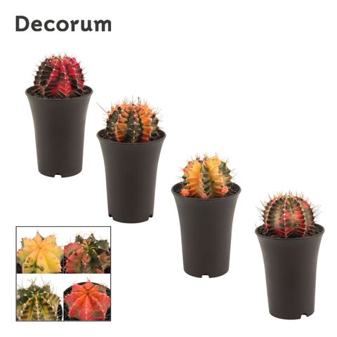 Gymnocalycium mihanovichii MIX