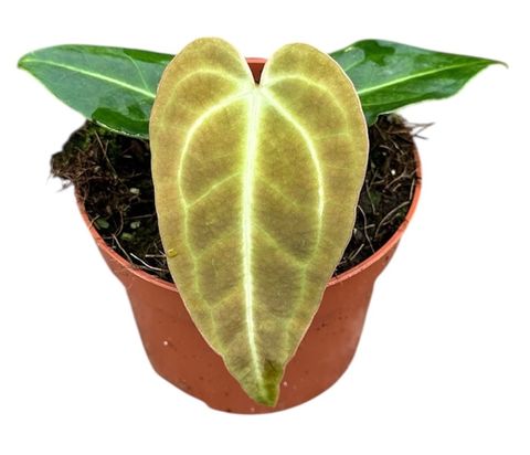 Anthurium regale