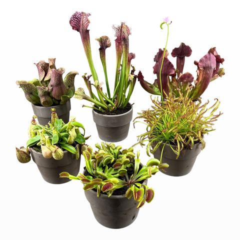 Carnivorous plants MIX