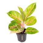 Aglaonema 'Rose Parkeet'