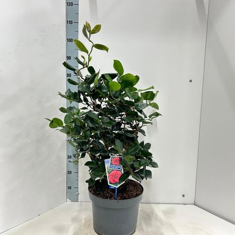 Camellia japonica 'Curly Lady'