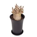 Adenium obesum ANSU BAOBAB