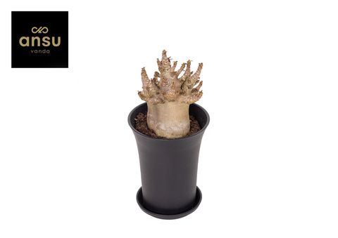 Adenium obesum ANSU BAOBAB
