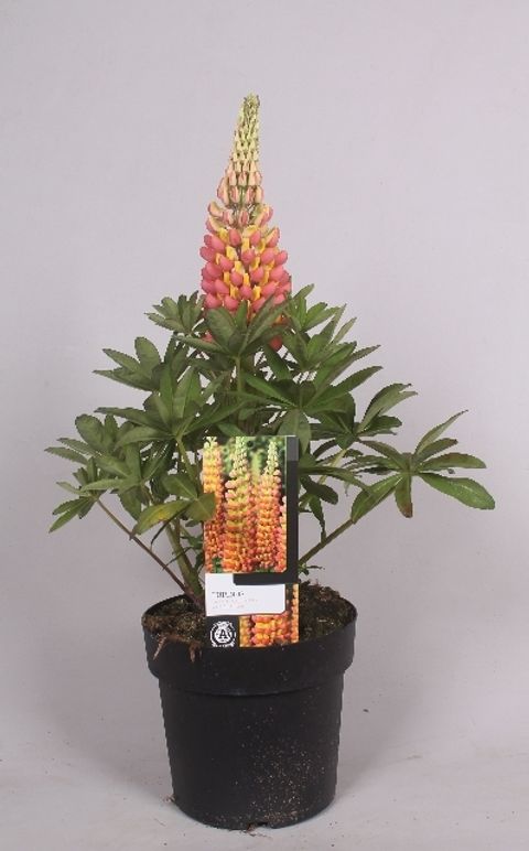 Lupinus WEST COUNTRY GLADIATOR