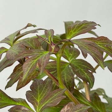 Paeonia 'Canary Brilliant'