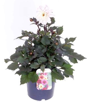 Dahlia HAPPY DAYS WHITE