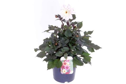 Dahlia HAPPY DAYS WHITE