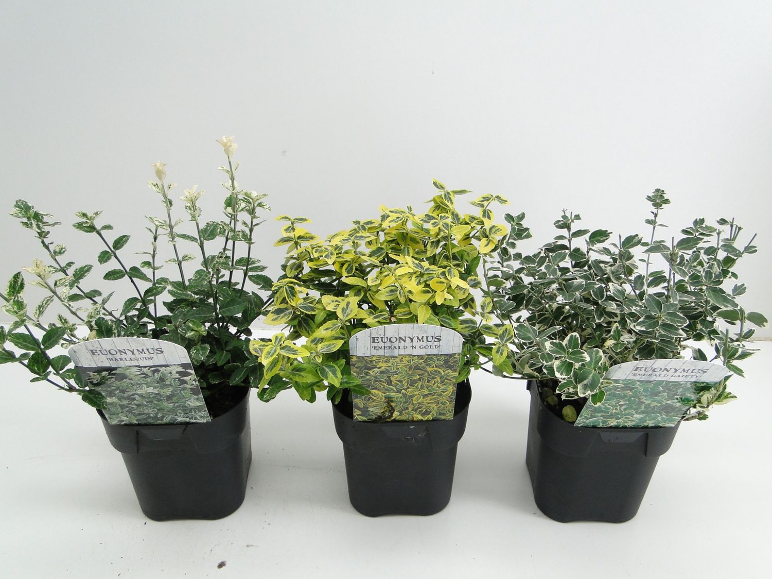 Euonymus fortunei MIX — Plant Wholesale FlorAccess