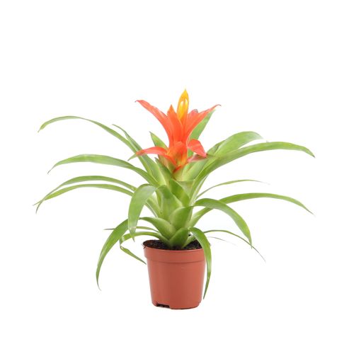 Guzmania 'Ritmo'