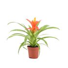 Guzmania 'Ritmo'