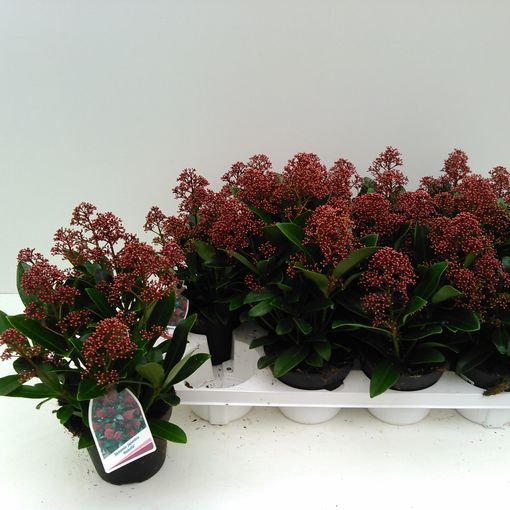 Skimmia Japonica Rubella V13 Cm A20 Cm Piante All Ingrosso Floraccess