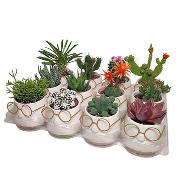 Cactus / Succulents MIX