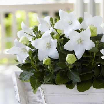 Platycodon grandiflorus 'Astra White'
