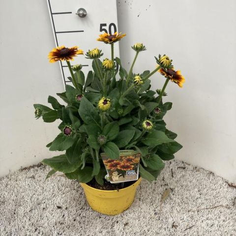 Rudbeckia 'Kissing SmileyZ'
