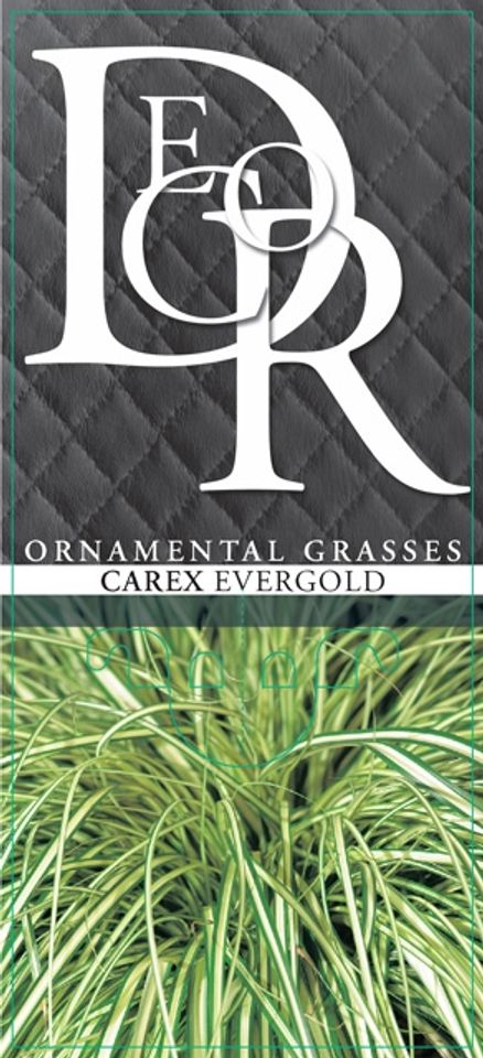 Carex oshimensis 'Evergold'