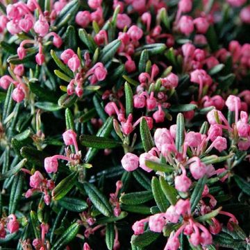 Andromeda polifolia 'Blue Ice'