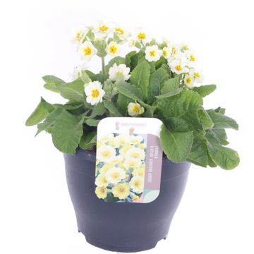 Primula 'Veristar Lemon'