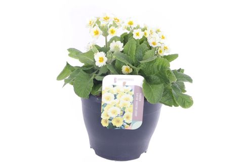 Primula 'Veristar Lemon'