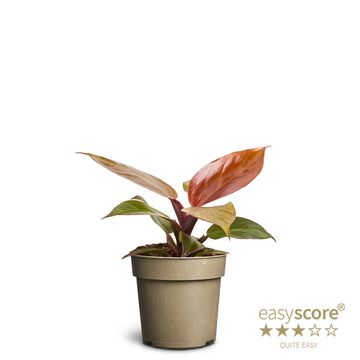 Philodendron 'Red Sun'