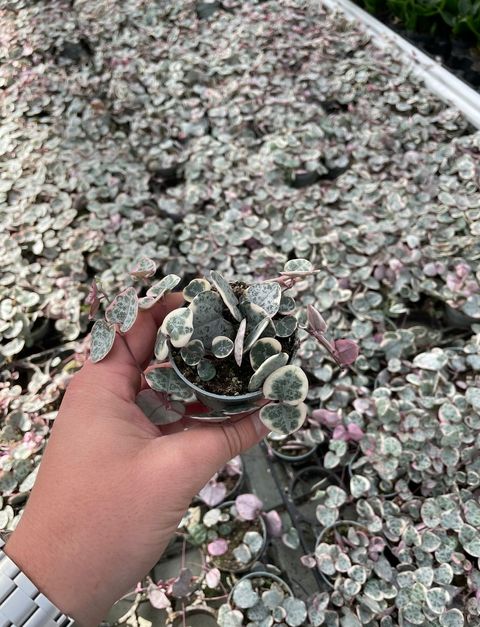 Ceropegia woodii 'Variegata'