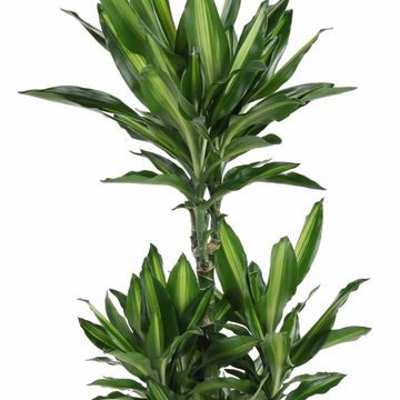 Dracaena fragrans CINTHO