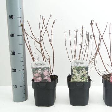 Deutzia MIX