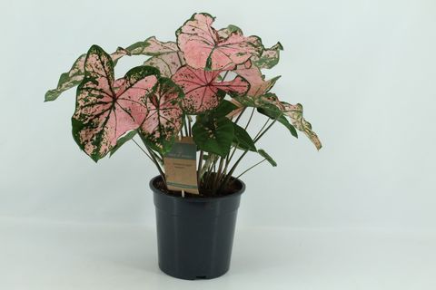 Caladium 'Pink Splash'