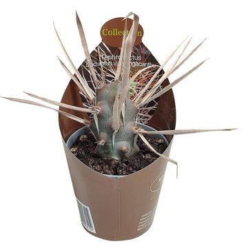 Tephrocactus articulatus syringacanthus